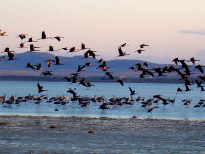 Laguna de Gallocanta